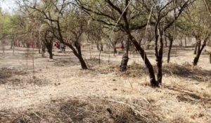 Alcaldía de Tarija recupera 12 hectáreas de bosque nativo