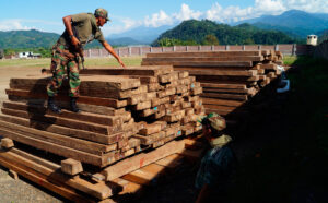 ABT DENUNCIA A INSTITUCIONES CÓMPLICES EN EL TRÁFICO DE MADERA