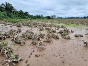 Inundaciones en Yapacaní dejan más de 1.700 hectáreas de cultivos perdidos